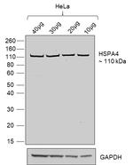 Human IgG (Lambda light chain) Secondary Antibody in Western Blot (WB)