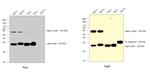 Human IgG Fab Secondary Antibody