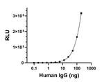 Human IgG Fab Secondary Antibody in ELISA (ELISA)