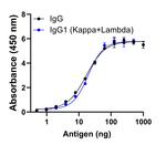 Human IgG Fab Secondary Antibody in ELISA (ELISA)