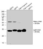 Human IgG Fab Secondary Antibody