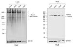 Human IgG Fab Secondary Antibody in Western Blot (WB)