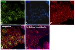 Human IgG Fab Secondary Antibody in Immunocytochemistry (ICC/IF)