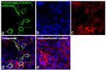 Human IgG Fab Secondary Antibody in Immunocytochemistry (ICC/IF)