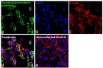 Human IgG Fab Secondary Antibody in Immunocytochemistry (ICC/IF)