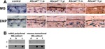 Dinitrophenyl-KLH Antibody in Immunohistochemistry (IHC)