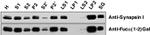 Synapsin 1 Antibody in Western Blot (WB)