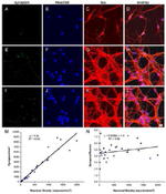 Synapsin 1 Antibody in Immunocytochemistry (ICC/IF)