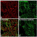 Human IgG (H+L) Secondary Antibody in Immunocytochemistry (ICC/IF)