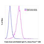 Rabbit IgG Fc Secondary Antibody in Immunocytochemistry (ICC/IF)