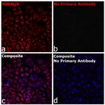 Rabbit IgG Fc Secondary Antibody in Immunocytochemistry (ICC/IF)