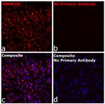 Rabbit IgG Fc Secondary Antibody in Immunocytochemistry (ICC/IF)