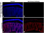 Rabbit IgG Fc Secondary Antibody in Immunohistochemistry (PFA fixed) (IHC (PFA))