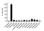 Rabbit IgG Fc Secondary Antibody