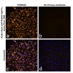 Rabbit IgG Fc Secondary Antibody in Immunocytochemistry (ICC/IF)