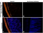 Rabbit IgG Fc Secondary Antibody in Immunohistochemistry (PFA fixed) (IHC (PFA))