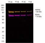 Rabbit IgG Fc Secondary Antibody in Western Blot (WB)