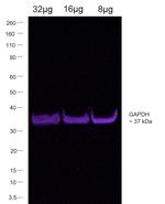 Goat IgG Fc Secondary Antibody in Western Blot (WB)