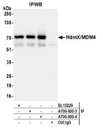 HdmX/MDM4 Antibody in Immunoprecipitation (IP)