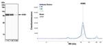 HdmX/MDM4 Antibody in Western Blot (WB)