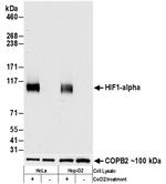 HIF1-alpha Antibody in Western Blot (WB)