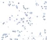 HIF2-alpha Antibody in Immunocytochemistry (ICC/IF)