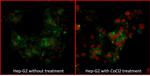 HIF2-alpha Antibody in Immunocytochemistry (ICC/IF)