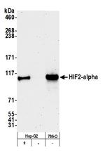 HIF2-alpha Antibody in Western Blot (WB)