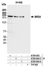 BRD4 Antibody in Immunoprecipitation (IP)