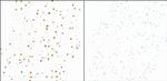 Phospho-KAP-1 (Ser824) Antibody in Immunocytochemistry (ICC/IF)