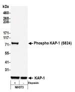 Phospho-KAP-1 (Ser824) Antibody in Western Blot (WB)