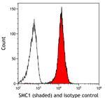 SMC1 Antibody in Flow Cytometry (Flow)