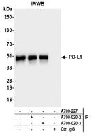 PD-L1 Antibody in Immunoprecipitation (IP)