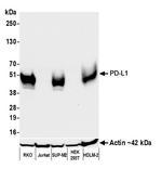 PD-L1 Antibody in Western Blot (WB)