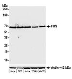 FUS Antibody in Western Blot (WB)