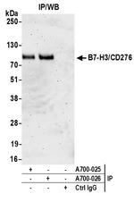 B7-H3/CD276 Antibody in Immunoprecipitation (IP)