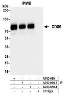 CD86 Antibody in Immunoprecipitation (IP)