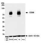 CD86 Antibody in Western Blot (WB)