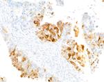 IDO1 Antibody in Immunohistochemistry (Paraffin) (IHC (P))