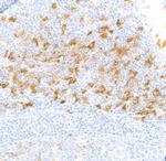 IDO1 Antibody in Immunohistochemistry (Paraffin) (IHC (P))