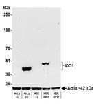 IDO1 Antibody in Western Blot (WB)