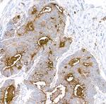 CEACAM1 Antibody in Immunohistochemistry (Paraffin) (IHC (P))