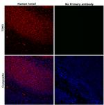 TIM3 Antibody in Immunohistochemistry (Paraffin) (IHC (P))