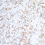 Arginase 1 Antibody in Immunohistochemistry (Paraffin) (IHC (P))