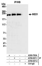 MED1 Antibody in Immunoprecipitation (IP)