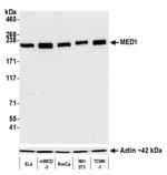 MED1 Antibody in Western Blot (WB)