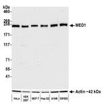 MED1 Antibody in Western Blot (WB)