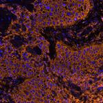 CD44 Antibody in Immunohistochemistry (Paraffin) (IHC (P))