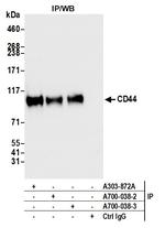 CD44 Antibody in Immunoprecipitation (IP)