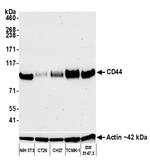 CD44 Antibody in Western Blot (WB)